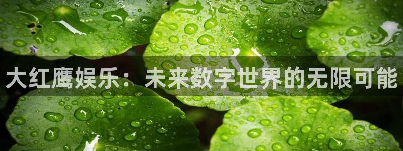 辉达平台f平台注册：大红鹰娱乐：未来数字世界的无限可能